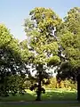 Cornish elm in Preston Park, Brighton, 2005