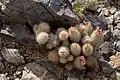 Pelecyphora sneedii subsp. orcuttii, south of Bear Canyon on the east side of the San Andres
