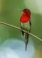 Image 5The crimson sunbird (Aethopyga siparaja) is a species of bird native in Bangladesh. The pictured specimen was photographed at Modhutila Eco-Park in Sherpur District.Photo Credit: Masud Rana
