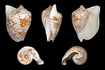 Image 20Cymbiola nobilisPhoto: H. ZellCymbiola nobilis is a species of sea snail in the family Volutidae. Found in the Pacific Ocean, from Taiwan to Singapore, it averages 6 centimetres (2.4 in) in length; females are larger than males. Because the shell is commonly collected, there has been an overharvesting of the snail, and it is now considered vulnerable.More selected pictures