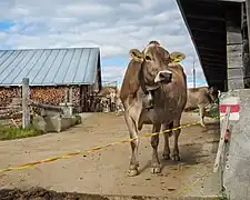 Tenna's last dairy farm