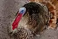 Turkey in the Kinshasa Zoo