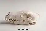 Image 55Skull of a dog (from Dog anatomy)
