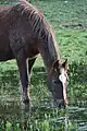 Image 15A horse drinking near  Downpatrick