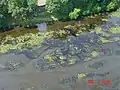 Oiled vegetation upstream of Ceresco Dam