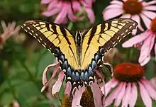 Eastern tiger swallowtail