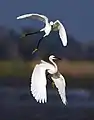 Image 47Egrets are herons which have white or buff plumage, and develop fine plumes (usually milky white) during the breeding season.. The pictured specimens were photographed at Sundarbans East Wildlife Sanctuary, Bagerhat.Photo Credit: Md shahanshah bappy