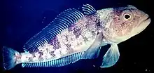 Emerald RockcodTrematomus bernacchiiNototheniidae