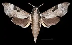Male dorsal