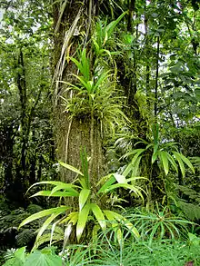Image 17Rich rainforest habitat in Dominica (from Habitat)