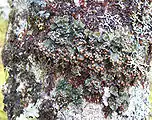 Erioderma pedicellatum growing on a tree in Newfoundland