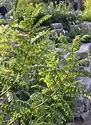 Leaves