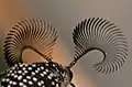 antennae