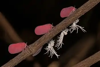 Image 17PlanthopperPhotograph credit: Charles James SharpPlanthoppers are insects in the suborder Auchenorrhyncha. This photograph shows three adult Phromnia rosea planthoppers on a stem, with three nymphs underneath; the adults fold their wings in a tent-like fashion, while the nymphs are clad in a dense tangle of white wax threads. Both the adults and the nymphs feed by sucking sap from the host plant.More selected pictures