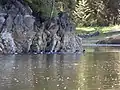Flock of Barrow's goldeneyes foraging