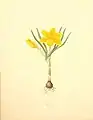 Crocus flavus