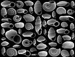 Sample of fossil molluscs from the Baikal region