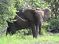 Elephant with a GPS collar, Loango National Park