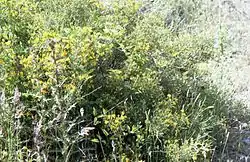 Genista corsica.