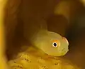 Paragobiodon xanthosoma at North Sulawesi