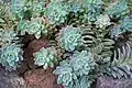 Clump with color variation, likely due to less direct sun