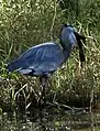 Great blue heron