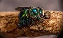 Green Carpenter Bee