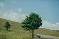 Vegetation