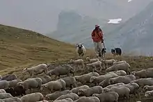 Image 1Sheep in Écrins National Park (France) (from Livestock)