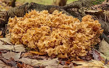 Sparassis crispa in natural habitat.