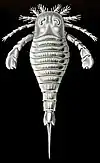 Artist's reconstruction of Waptia fieldensis.
