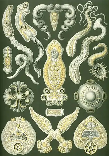 Image 17FlatwormsCredit: Ernst Haeckel, Kunstformen der Natur (1904)The flatworms, flat worms, Platyhelminthes, or platyhelminths (from the Greek πλατύ, platy, meaning "flat" and ἕλμινς (root: ἑλμινθ-), helminth-, meaning "worm") are a phylum of relatively simple bilaterian, unsegmented, soft-bodied invertebrates. Unlike other bilaterians, they are acoelomates (having no body cavity), and have no specialised circulatory and respiratory organs, which restricts them to having flattened shapes that allow oxygen and nutrients to pass through their bodies by diffusion. The digestive cavity has only one opening for both ingestion (intake of nutrients) and egestion (removal of undigested wastes); as a result, the food cannot be processed continuously. (Full article...)More selected pictures