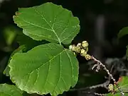 Last-year's fruit in July