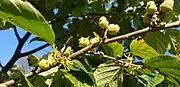 Flowers, flower buds, and last-year's fruit in October