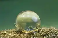 Hassallia byssoidea is a terrestrial cyanobacterium forming extreme water-repellent biofilms on rocks. It uses the lotus effect for dispersal