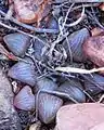 Haworthia bayeri has dark leaves with slightly rounded leaf tips.