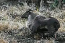 Brown bovid