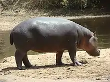 Image 26Hippopotamus at the Benoue National Park (from Tourism in Cameroon)