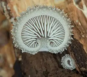 Image 49Hohenbuehelia mastrucata mushroom growing in Busse Woods, Elk Grove Village. Image credit: Rocky Houghtby (photographer), Leoboudv (upload) (from Portal:Illinois/Selected picture)