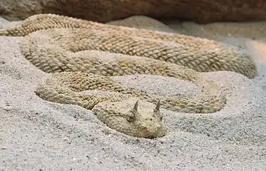 Image 12Cerastes cerastesCerastes cerastes, commonly known as the Saharan horned viper or the horned desert viper, is a venomous species of viper native to the deserts of northern Africa and parts of the Arabian Peninsula and Levant. It often is easily recognized by the presence of a pair of supraocular "horns", although hornless individuals do occur.More selected pictures