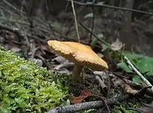 Hydnum ovoideisporum at Sibiri, Gonnosfanadiga, Sardinia, Italy