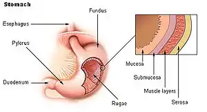 The wall of the stomach.