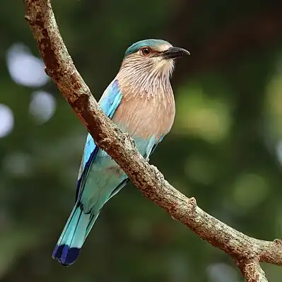 Image 7Indian rollerPhotograph credit: Charles J. SharpThe Indian roller (Coracias benghalensis) is a member of the bird family Coraciidae, the rollers. It occurs widely from the Arabian Peninsula to the Indian subcontinent and is designated as Least Concern on the IUCN Red List. The bird is best known for the aerobatic displays of males during the breeding season. It is commonly found in open grassland and scrub forest habitats, and is often seen perched on roadside bare trees and wires, which give it a good view of the ground below where it finds its prey. Its diet consists mainly of insects such as beetles and grasshoppers, but also includes spiders, scorpions, amphibians and small reptiles. The largest population occurs in India, and several states in India have chosen it as their state bird.This picture shows an Indian roller of the benghalensis subspecies, photographed in Kanha Tiger Reserve in the Indian state of Madhya Pradesh.More selected pictures