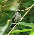 A juvenile