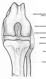 Image 13Dog knee (from Dog anatomy)