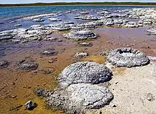 Image 56Lithified stromatolites on the shores of Lake Thetis, Western Australia. Archean stromatolites are the first direct fossil traces of life on Earth. (from History of Earth)