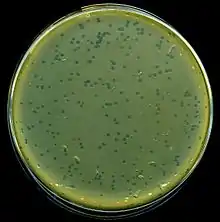Plaques of lambda phage growing on Escherichia coli