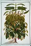 Lava Etam (Malay); Black Pepper; Piper Nigrum (William Farquhar Collection, 1819–1823)