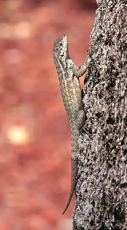 Image 20Northern Curly-tailed LizardPhoto: Ianaré SéviThe Northern Curly-tailed Lizard (Leiocephalus carinatus) is a lizard species from the family of curly-tailed lizards (Leiocephalidae). It is native to the Bahamas, the Cayman Islands and Cuba, but was released intentionally in Palm Beach, Florida, in the 1940s. An active, robust lizard, it is mostly terrestrial and will retreat into a burrow or cavity when frightened. It prefers sunny areas with loose rubble and rock.More selected pictures