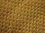Lepidodendron aculeatum